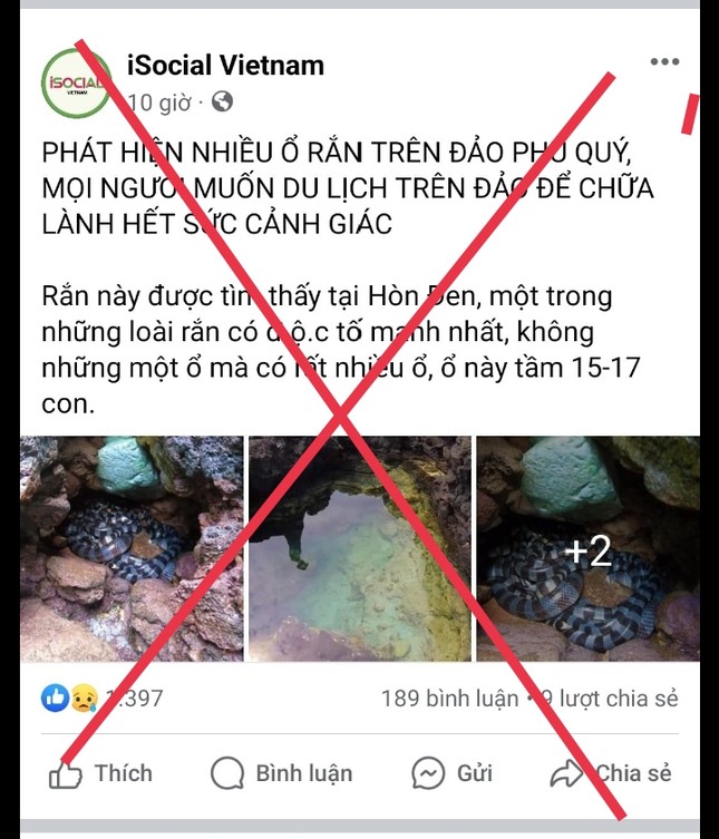 Sự thật về ‘ổ rắn độc nhất thế giới’ bất ngờ xuất hiện ở đảo Phú Quý- Ảnh 3.