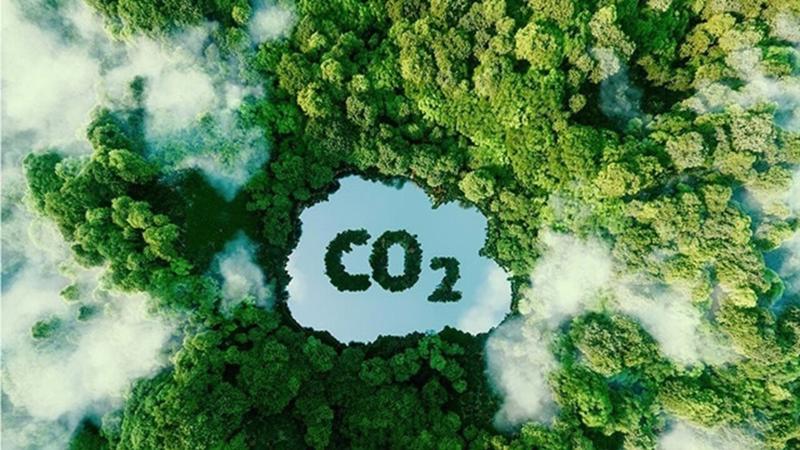 Việt Nam sắp bán trên 5 triệu tín chỉ carbon rừng- Ảnh 1.