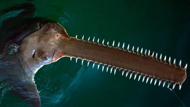 Vì sao cá mỏ răng cưa đối mặt với nguy cơ tuyệt chủng?- Ảnh 1.