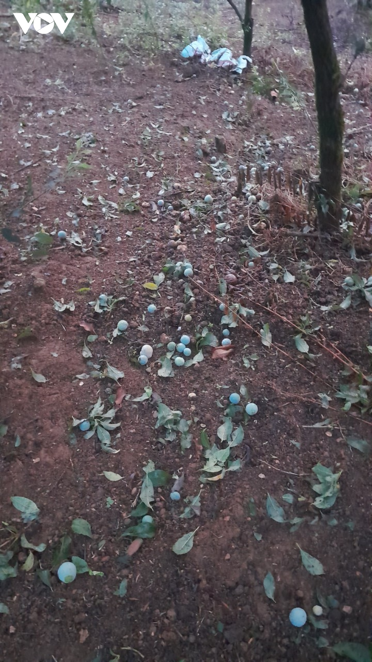 Mưa đá gây thiệt hại hơn 80 héc-ta mận hậu ở Sơn La- Ảnh 2.