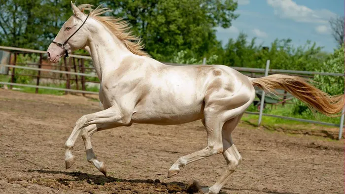 Xôn xao thông tin ngựa Akhal-Teke xuất hiện tại Việt Nam: Giống ngựa quý hiếm, đắt đỏ bậc nhất hành tinh khiến giới siêu giàu khao khát- Ảnh 5.