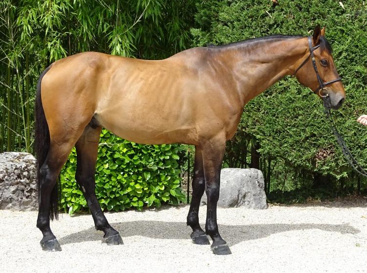 Xôn xao thông tin ngựa Akhal-Teke xuất hiện tại Việt Nam: Giống ngựa quý hiếm, đắt đỏ bậc nhất hành tinh khiến giới siêu giàu khao khát- Ảnh 14.