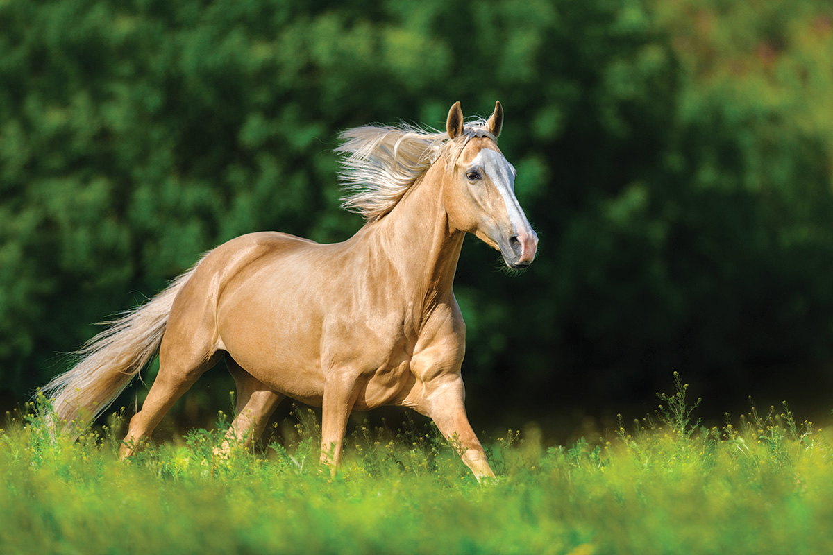 Xôn xao thông tin ngựa Akhal-Teke xuất hiện tại Việt Nam: Giống ngựa quý hiếm, đắt đỏ bậc nhất hành tinh khiến giới siêu giàu khao khát- Ảnh 13.