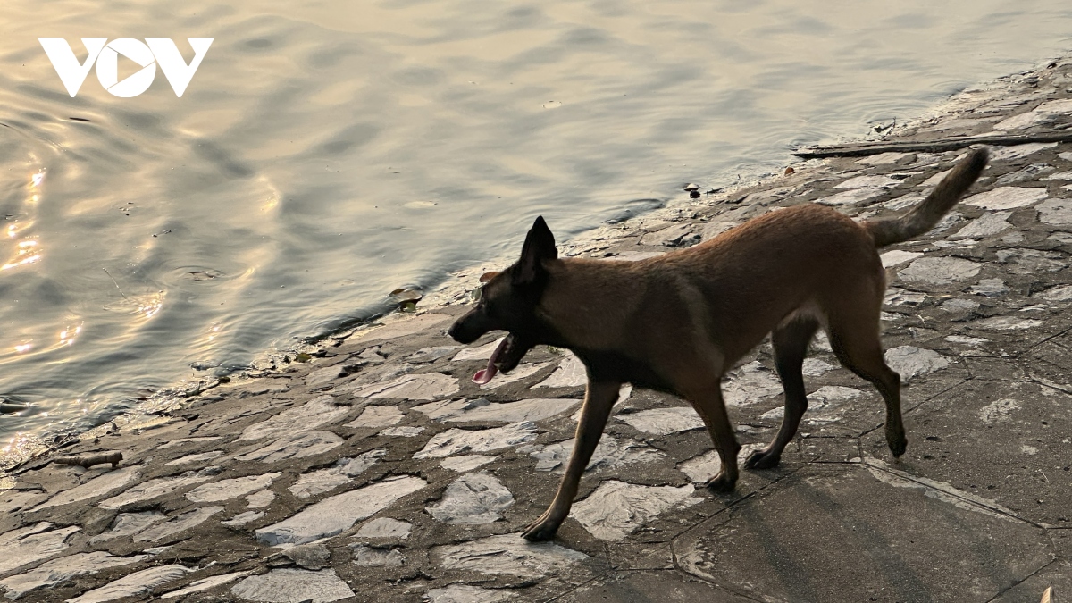 Phát hoảng vì chó không rọ mõm thả rông nơi công cộng ở Hà Nội- Ảnh 1.