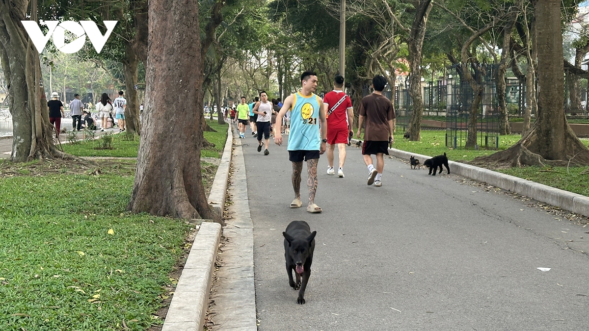 Phát hoảng vì chó không rọ mõm thả rông nơi công cộng ở Hà Nội- Ảnh 12.