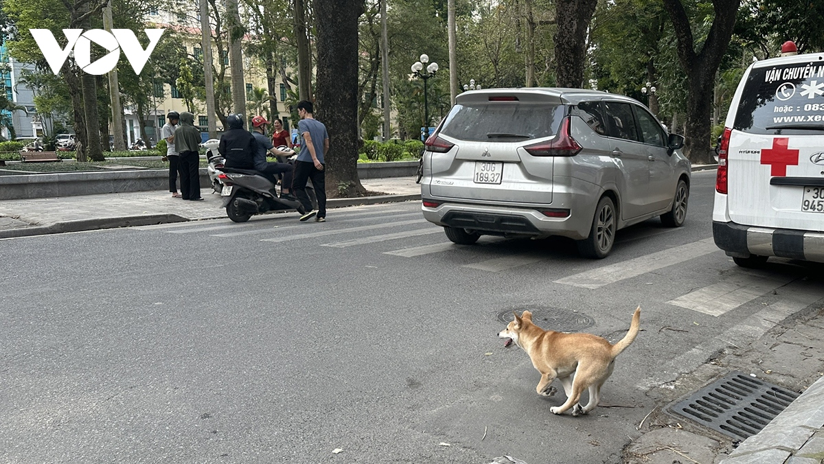 Phát hoảng vì chó không rọ mõm thả rông nơi công cộng ở Hà Nội- Ảnh 9.