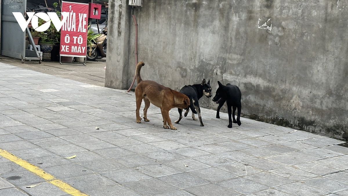 Phát hoảng vì chó không rọ mõm thả rông nơi công cộng ở Hà Nội- Ảnh 6.
