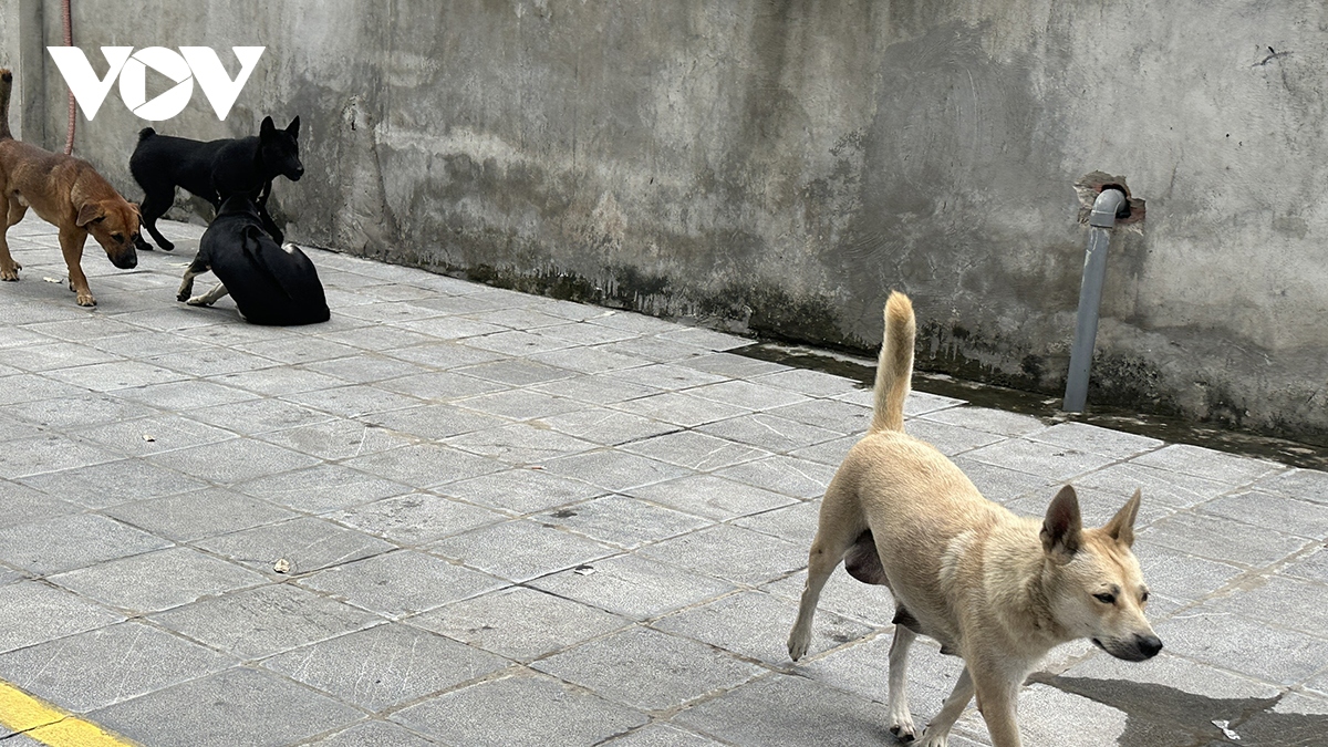 Phát hoảng vì chó không rọ mõm thả rông nơi công cộng ở Hà Nội- Ảnh 7.