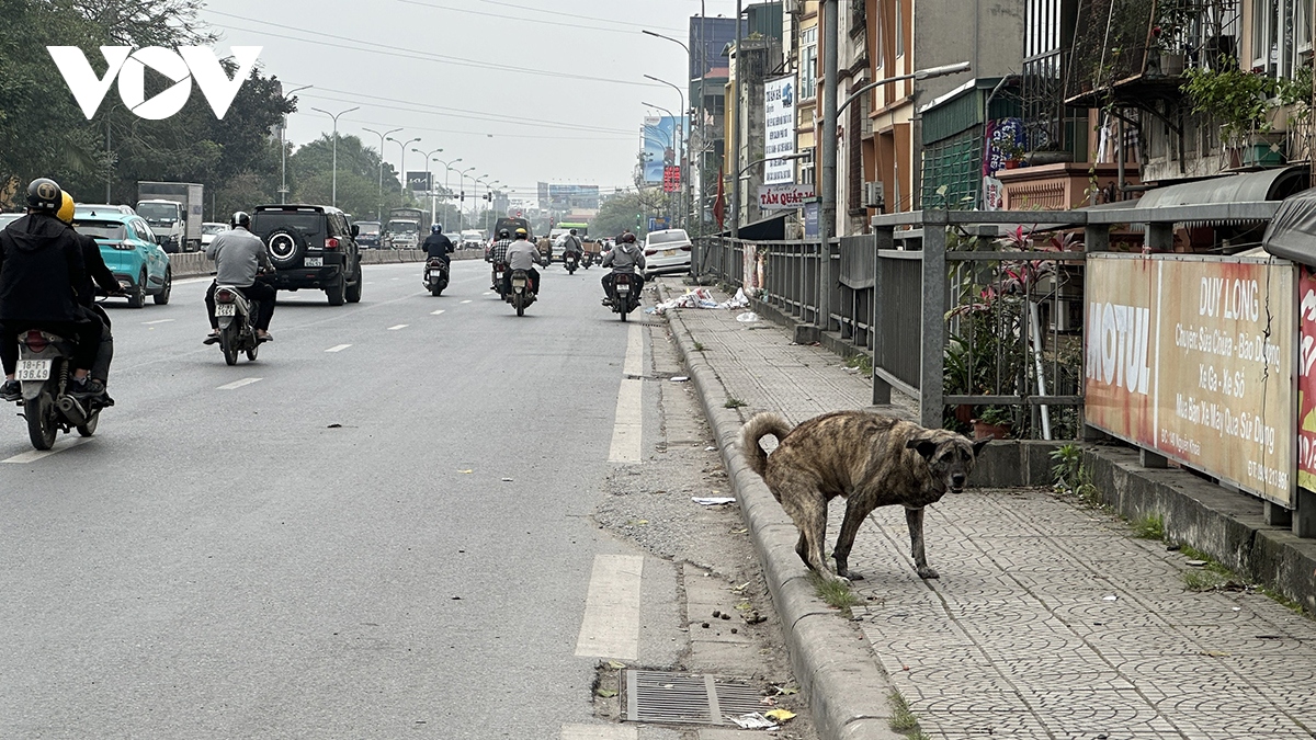 Phát hoảng vì chó không rọ mõm thả rông nơi công cộng ở Hà Nội- Ảnh 5.