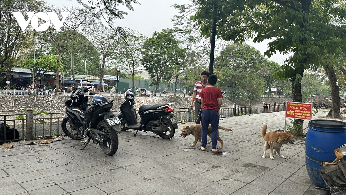 Phát hoảng vì chó không rọ mõm thả rông nơi công cộng ở Hà Nội- Ảnh 4.