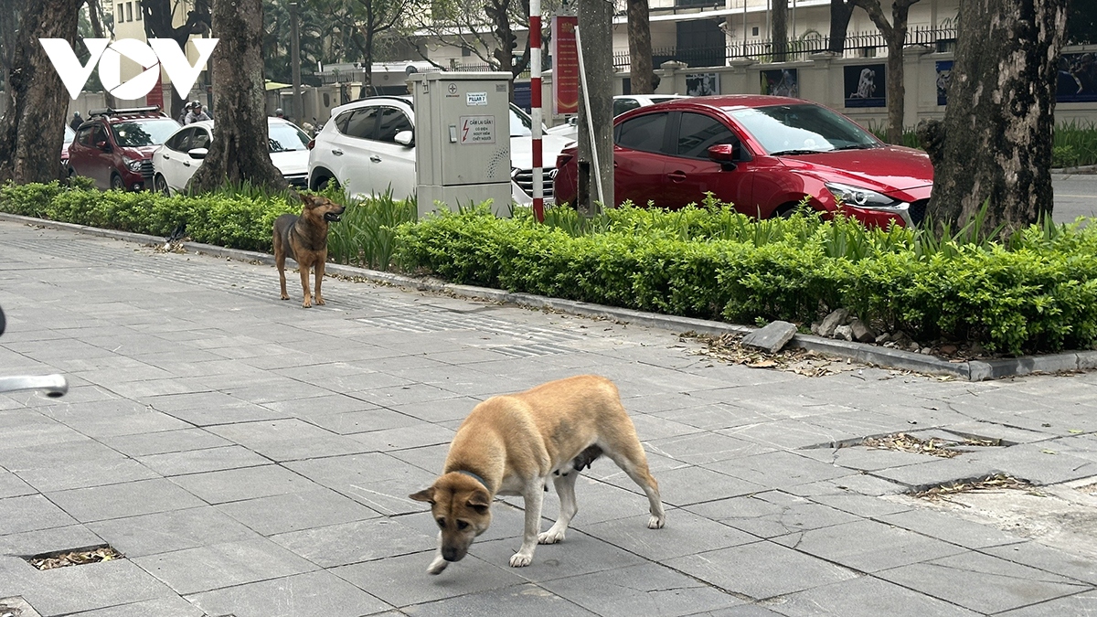 Phát hoảng vì chó không rọ mõm thả rông nơi công cộng ở Hà Nội- Ảnh 8.