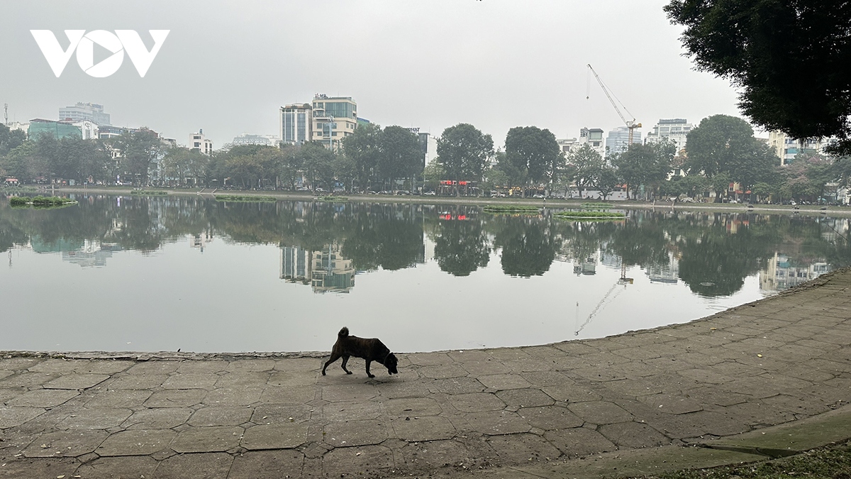 Phát hoảng vì chó không rọ mõm thả rông nơi công cộng ở Hà Nội- Ảnh 10.