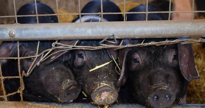 Bể phốt ở trại lợn Trung Quốc tỏa khí độc khiến 7 người tử vong- Ảnh 1.