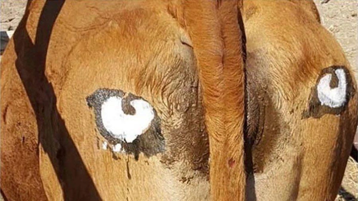 Tại sao những người nông dân châu Phi lại vẽ mắt lên mông của bò?- Ảnh 1.