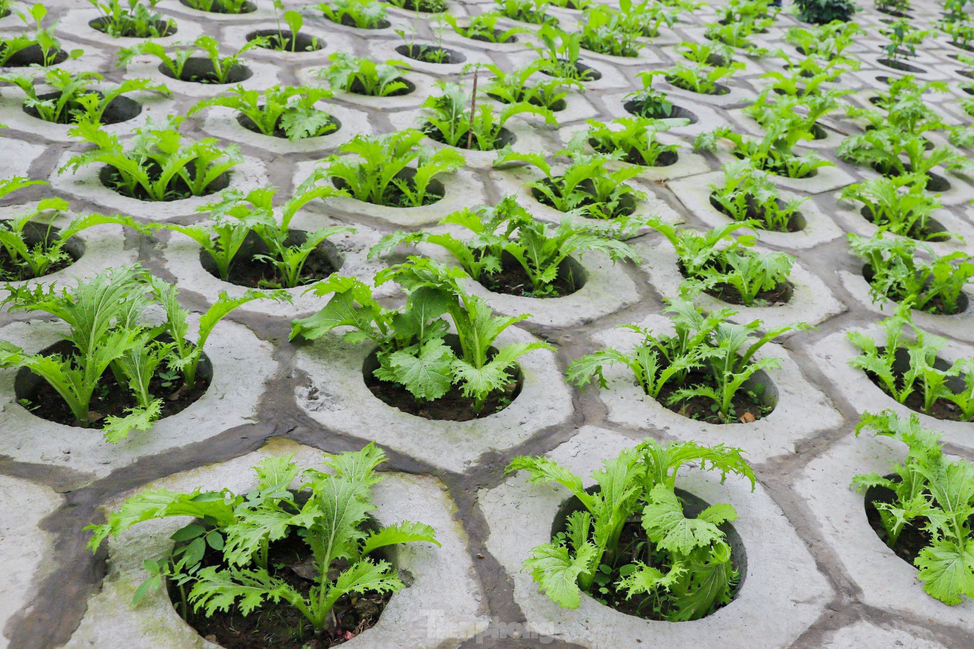 Trên đê Nguyễn Khoái, chỗ trồng rau phủ xanh, chỗ ngập rác ô nhiễm- Ảnh 4.