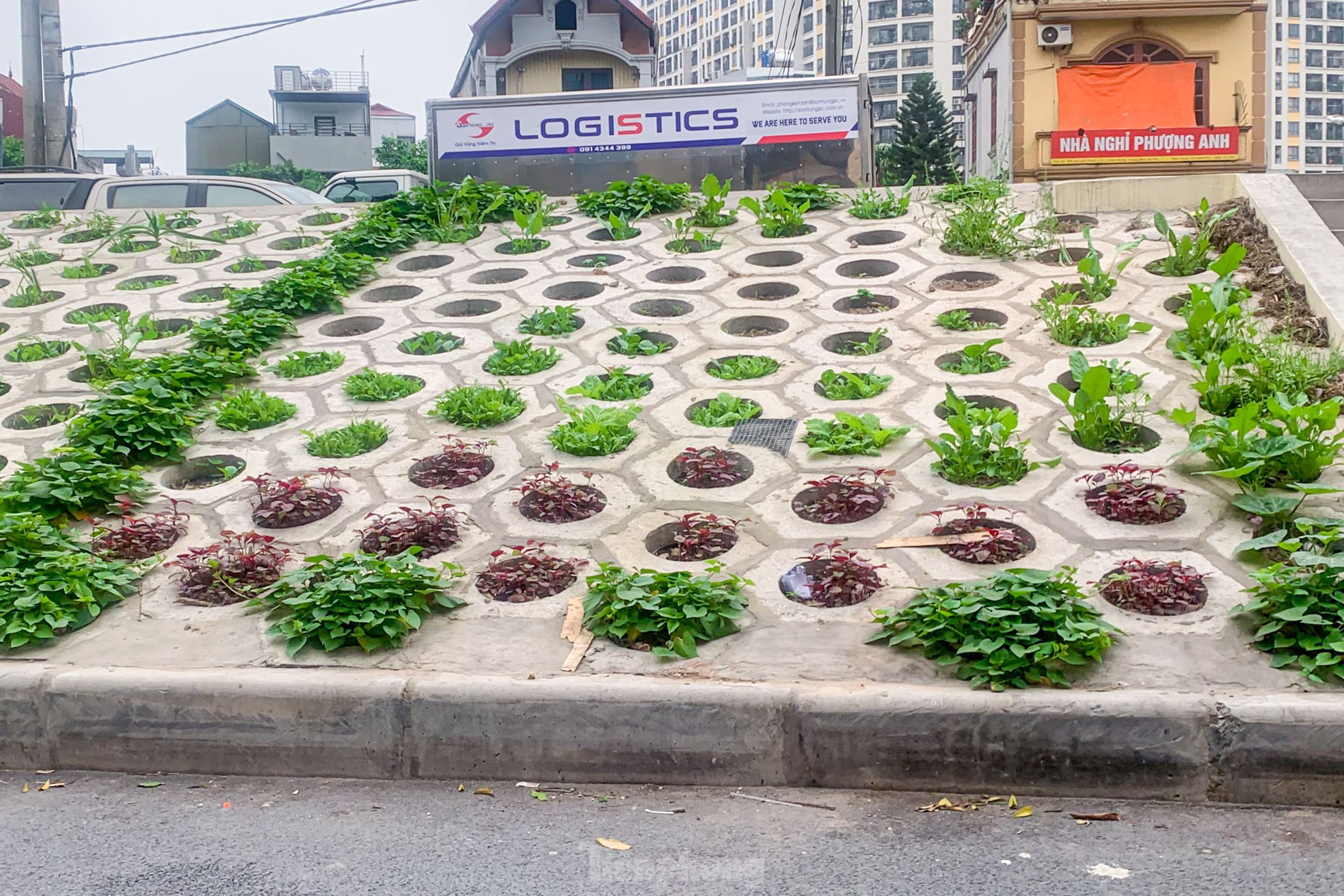 Trên đê Nguyễn Khoái, chỗ trồng rau phủ xanh, chỗ ngập rác ô nhiễm- Ảnh 2.