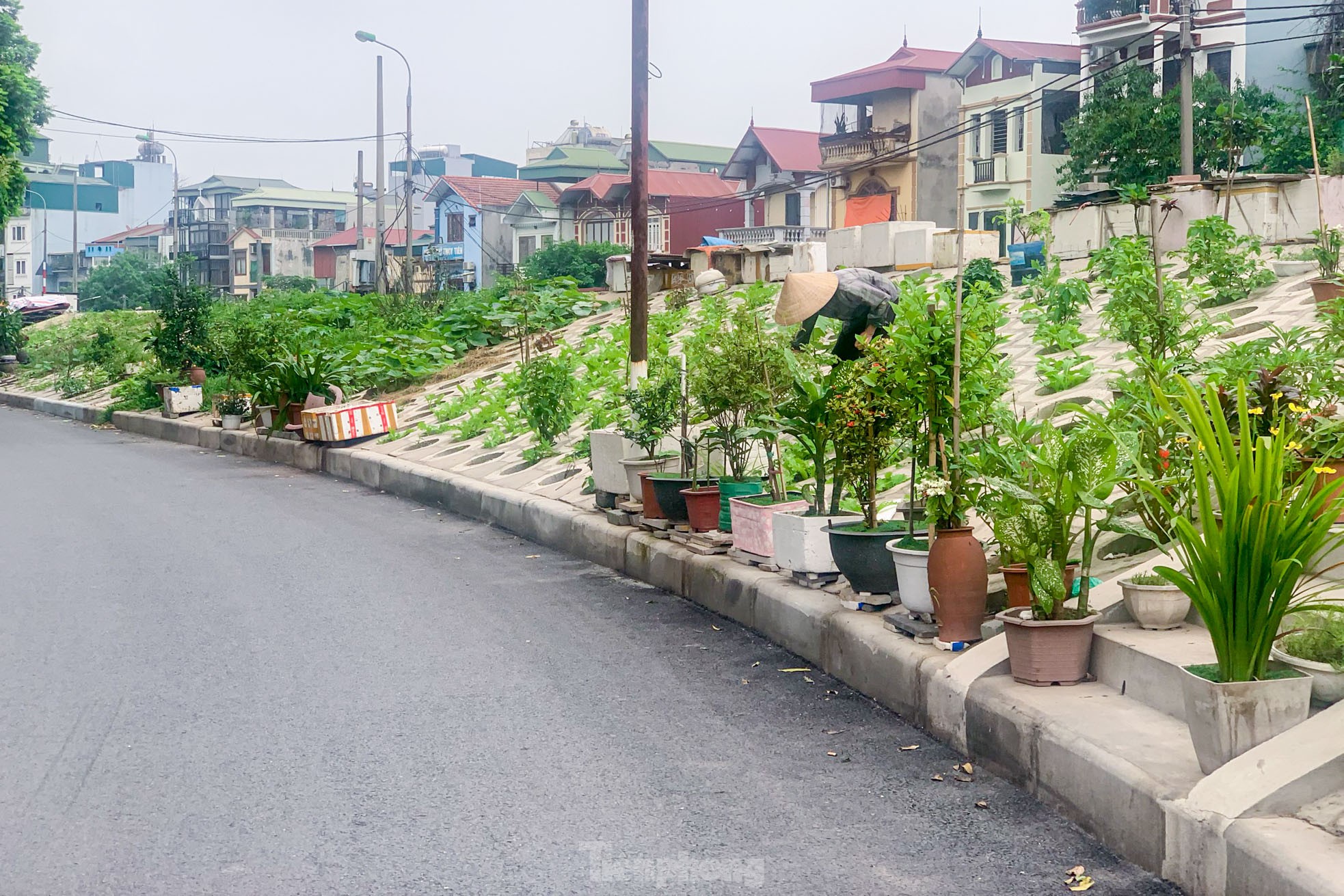 Trên đê Nguyễn Khoái, chỗ trồng rau phủ xanh, chỗ ngập rác ô nhiễm- Ảnh 5.