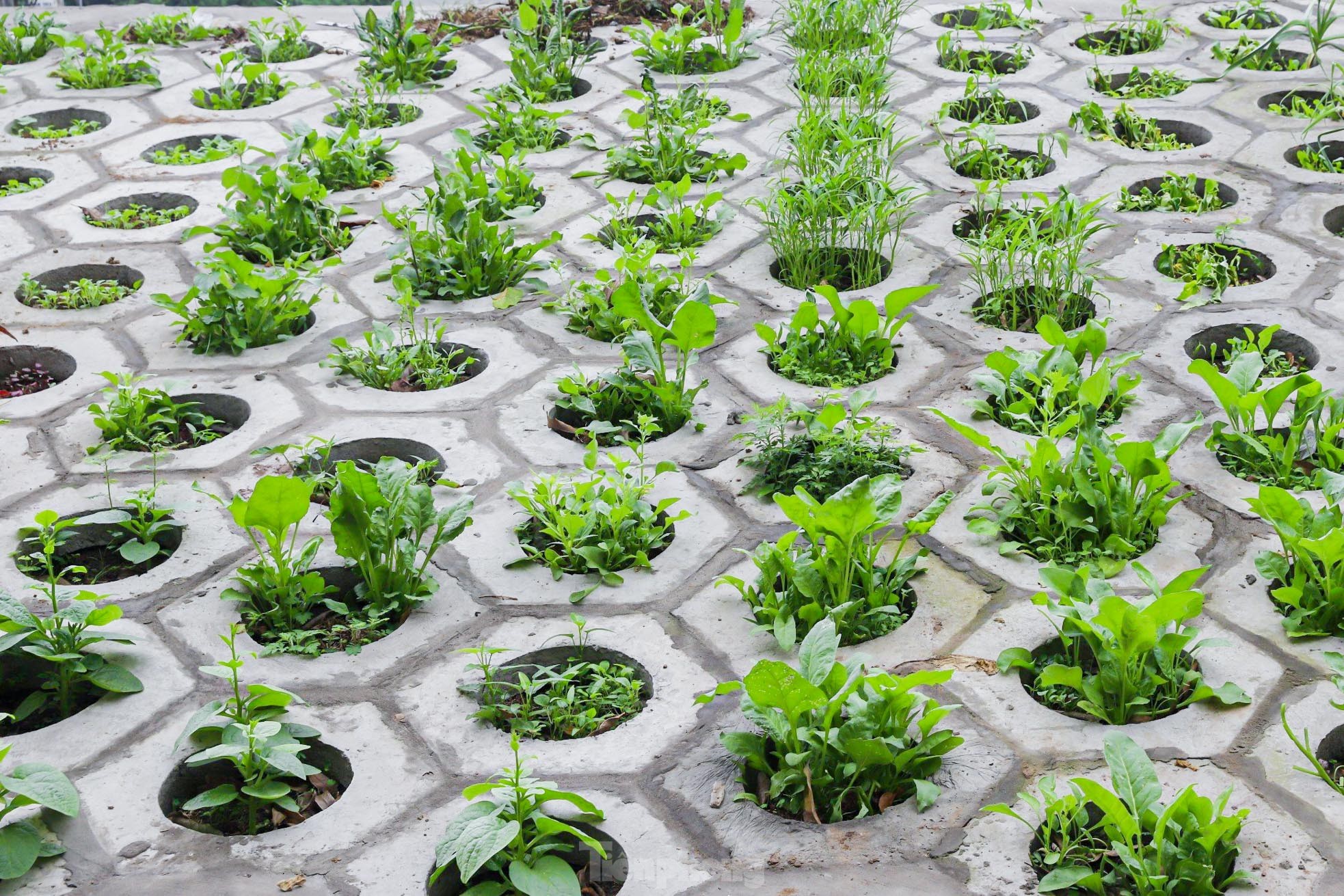 Trên đê Nguyễn Khoái, chỗ trồng rau phủ xanh, chỗ ngập rác ô nhiễm- Ảnh 3.