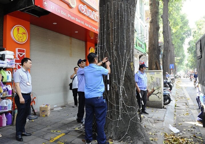 Hà Nội 'cởi trói' hàng cây sao đen trên phố Lò Đúc- Ảnh 2.