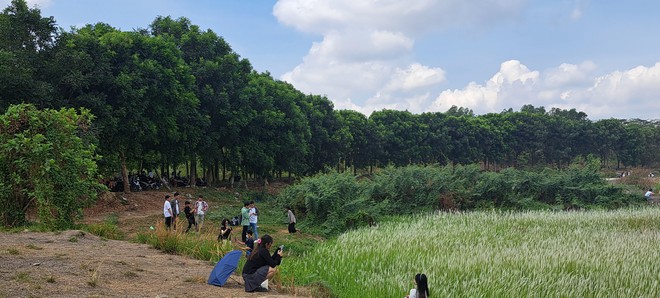 Cập nhật tình hình du lịch dịp lễ khắp mọi miền: Đổ xô ngắm hoa mai anh đào nở kỳ lạ giữa hè Đà Lạt, đảo Phú Quý đông đúc khách- Ảnh 19.