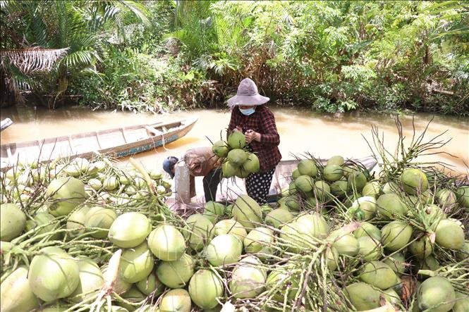 Lần đầu tiên Dừa được 'tôn' là cây kinh tế chủ lực chạm mốc 1 tỷ USD xuất khẩu, 'đại gia' 40 triệu lít nước dừa được 'bơm' thêm vốn xanh- Ảnh 1.