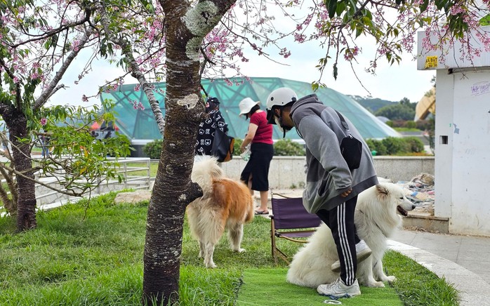 Xử lý nhanh 2 thanh niên dắt chó chiếm chỗ cây mai anh đào đẹp nhất quảng trường Lâm Viên- Ảnh 1.