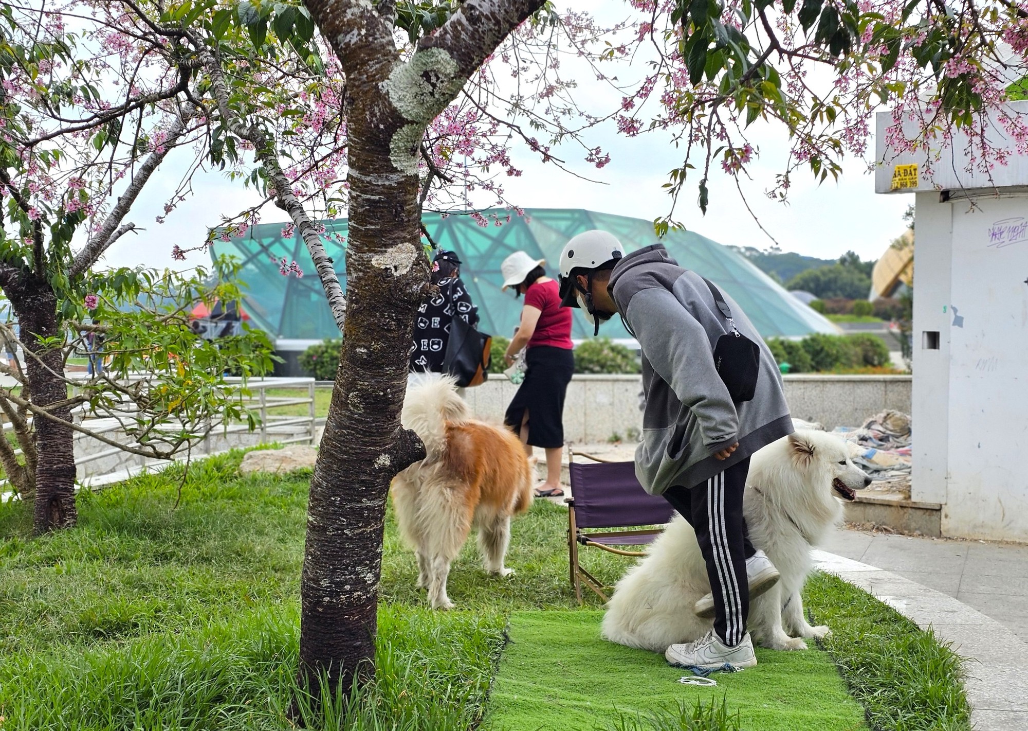 Xử lý nhanh 2 thanh niên dắt chó chiếm chỗ cây mai anh đào đẹp nhất quảng trường Lâm Viên- Ảnh 2.