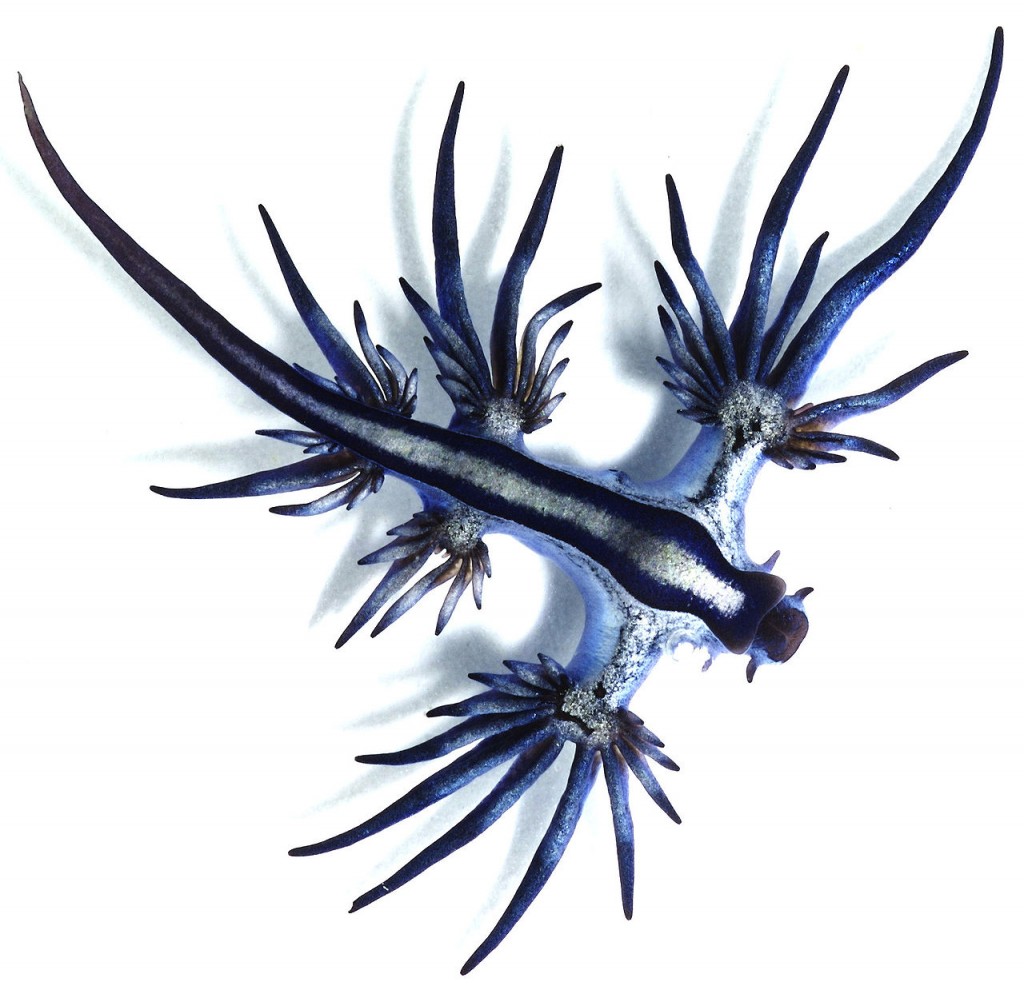 Rồng biển xanh: Loài sên biển sở hữu vẻ đẹp như bước ra từ thần thoại nhưng lại có chất độc chết người!- Ảnh 4.