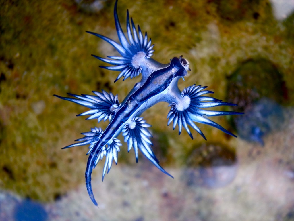 Rồng biển xanh: Loài sên biển sở hữu vẻ đẹp như bước ra từ thần thoại nhưng lại có chất độc chết người!- Ảnh 2.