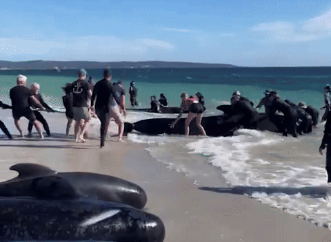 160 con cá voi khổng lồ nằm la liệt trên bờ biển, trong đó hàng chục đã con thiệt mạng: Chuyện gì đang xảy ra?- Ảnh 1.