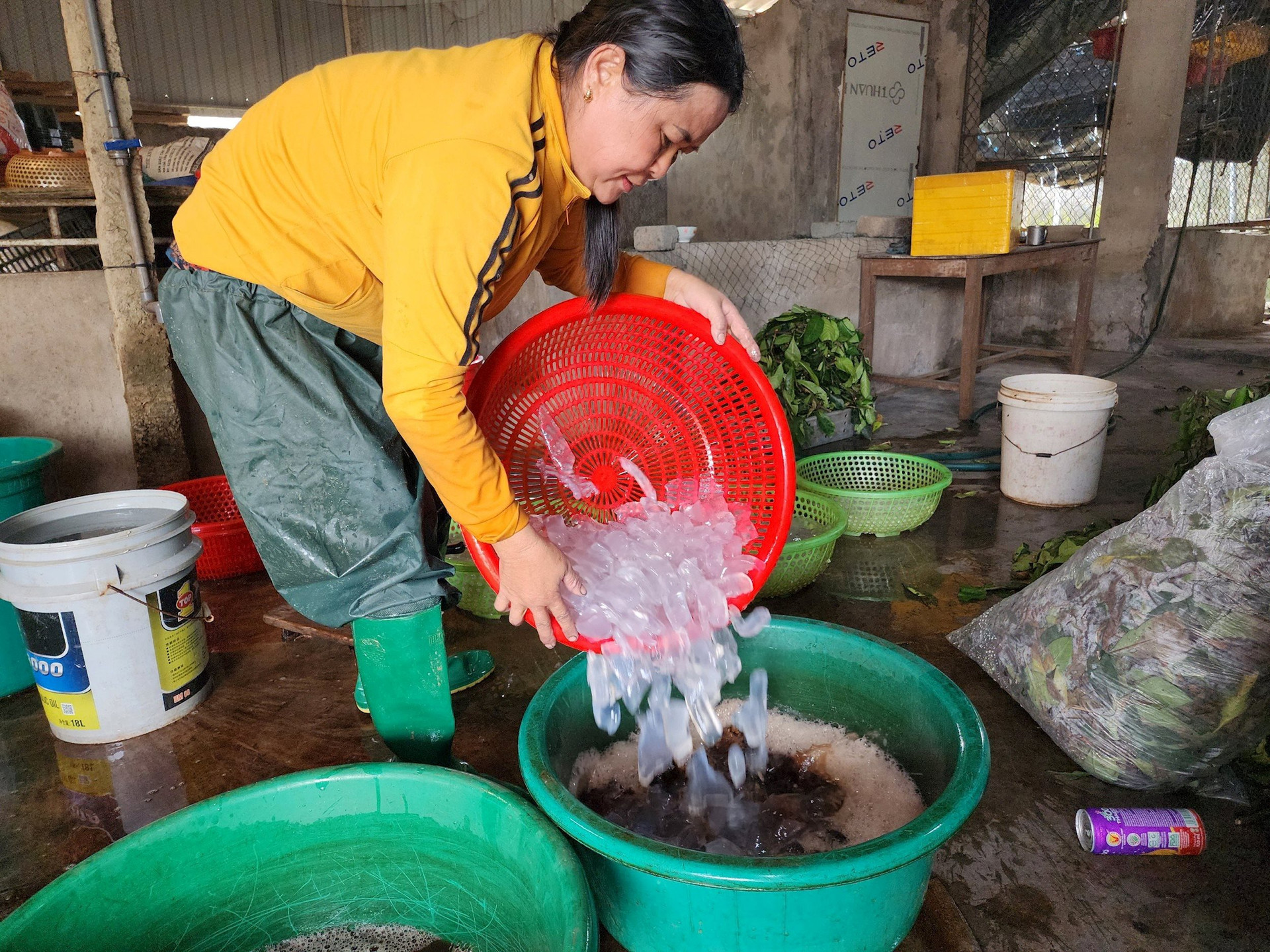 Ngư dân Hà Tĩnh kiếm tiền triệu mỗi ngày từ loại nhuyễn thể đặc biệt
- Ảnh 9.
