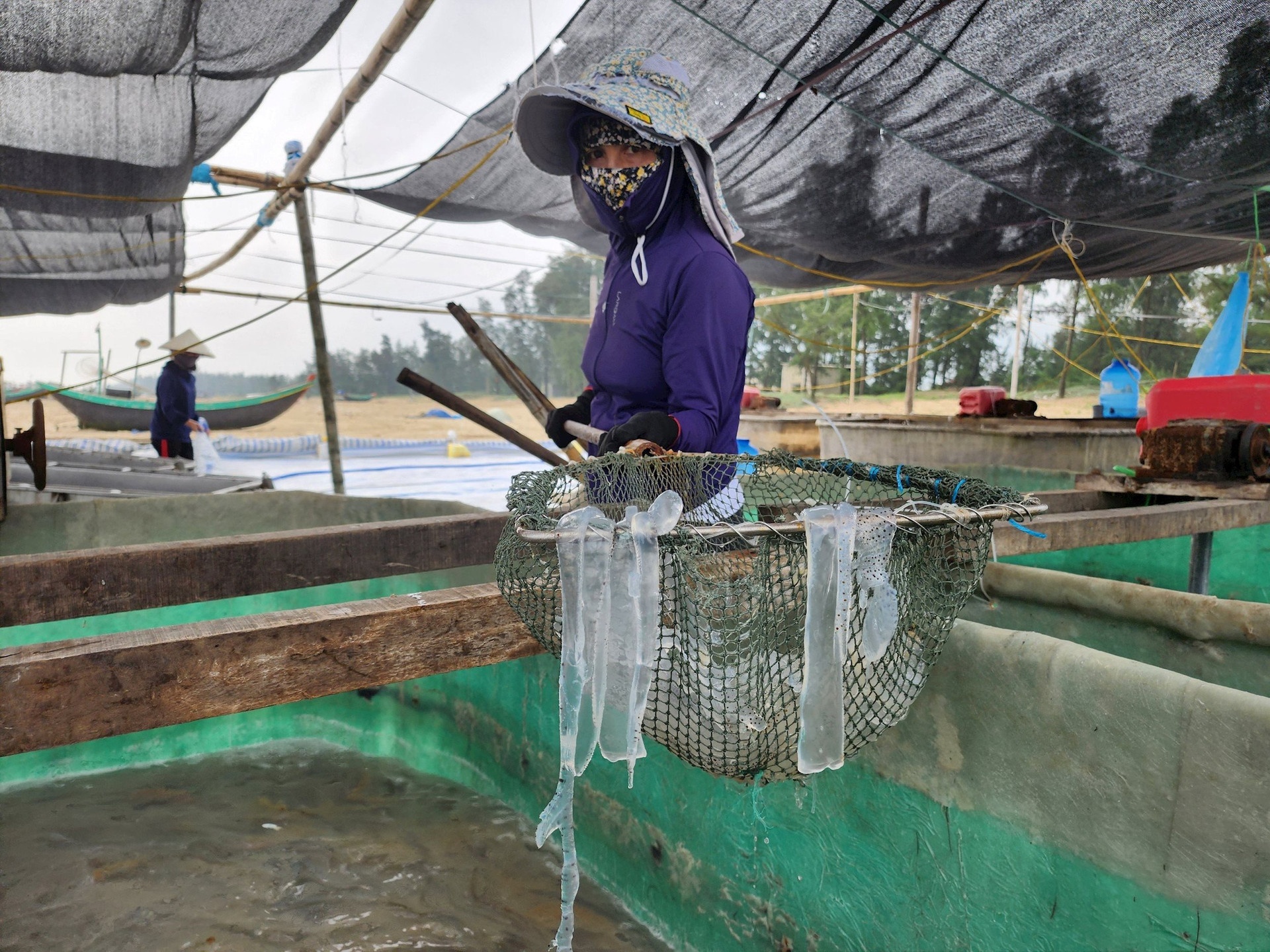 Ngư dân Hà Tĩnh kiếm tiền triệu mỗi ngày từ loại nhuyễn thể đặc biệt
- Ảnh 11.