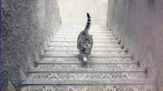 Bức ảnh gây tranh cãi: Con mèo đang đi lên hay xuống?- Ảnh 1.