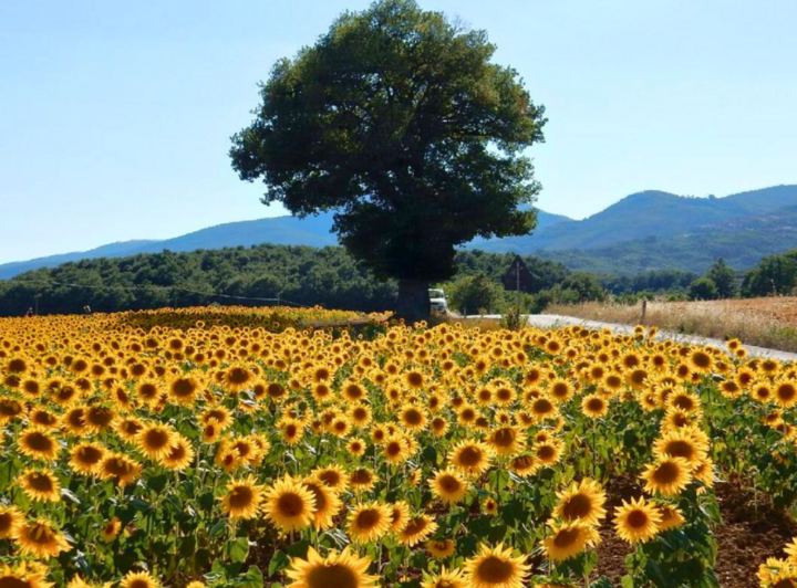 10 cánh đồng hoa đẹp nhất thế giới- Ảnh 5.