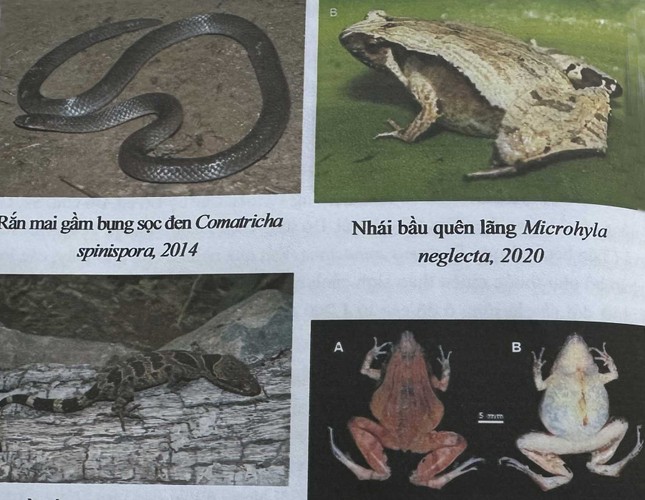 Vườn quốc gia đa dạng về loài bậc nhất Đông Nam Á sau 20 năm bảo tồn- Ảnh 5.