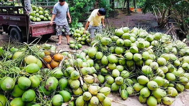 Một vườn cây của Việt Nam có thể thu được hàng tỷ đồng từ một thứ- Ảnh 1.