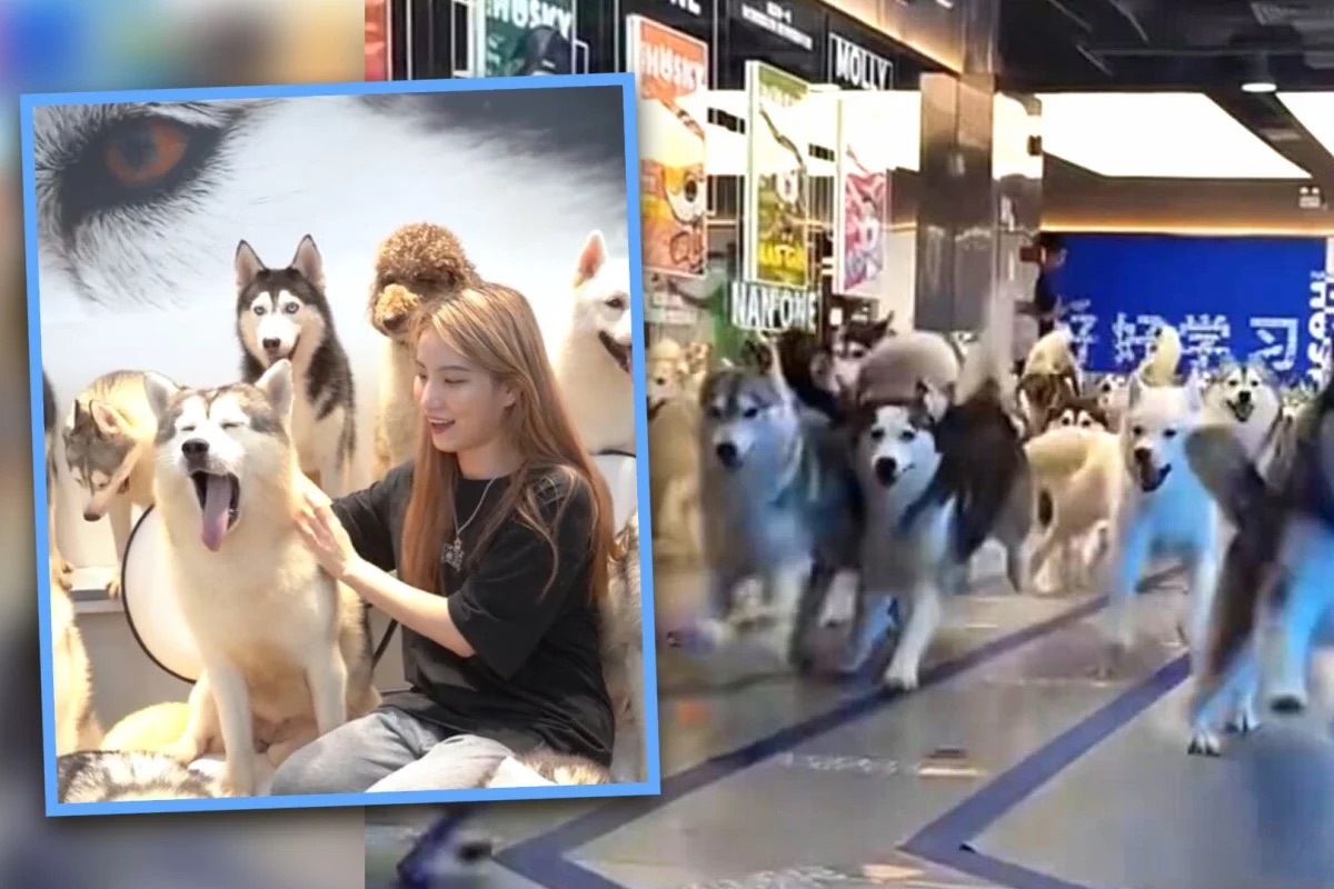 100 con chó xổng chuồng, gây hỗn loạn trung tâm mua sắm Trung Quốc- Ảnh 1.