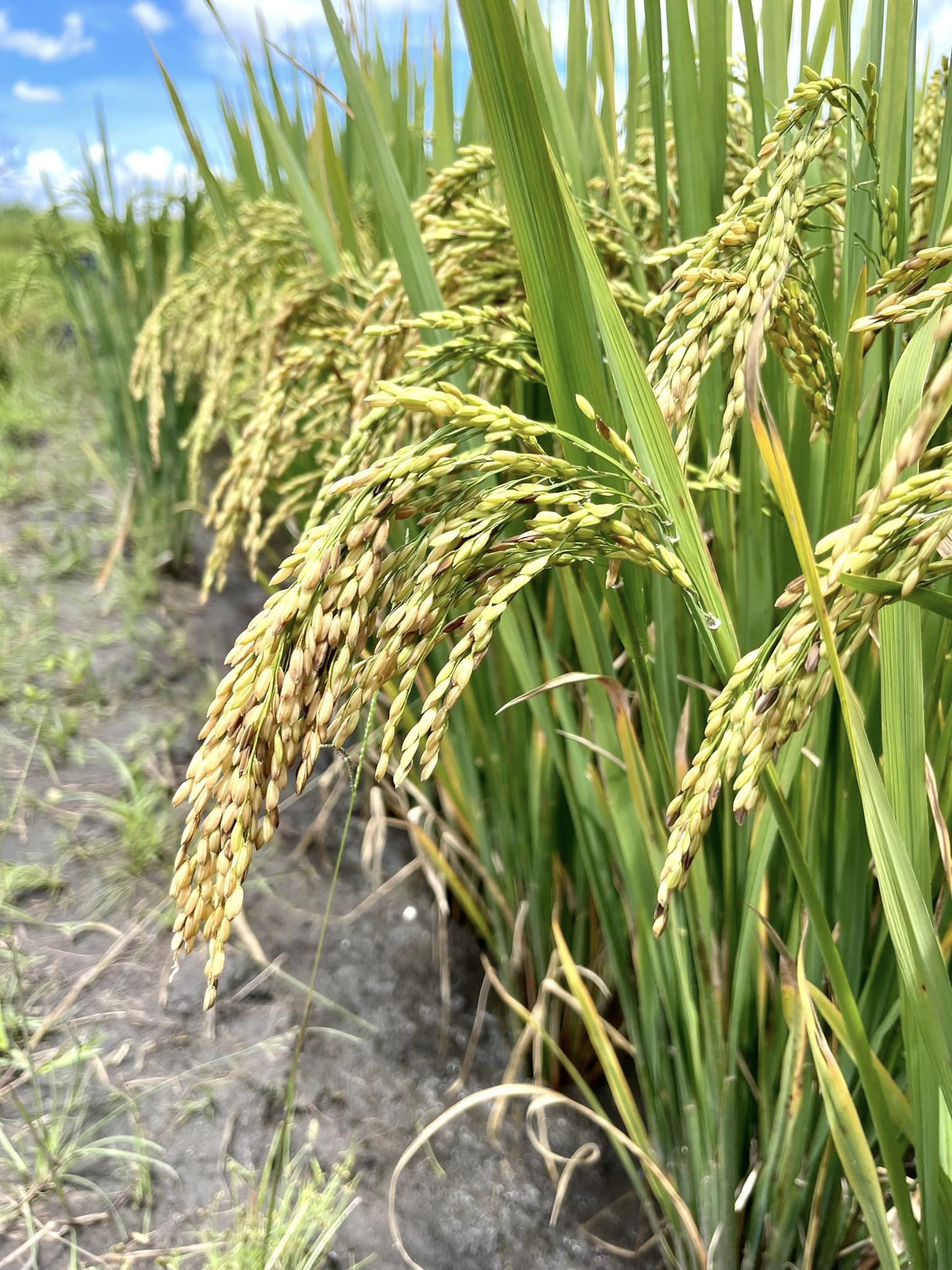 Ruộng lúa nước tại Angola sắp thu cả tấn thóc, bõ công chủ trang trại Việt khóc mếu nhờ hiến kế cứu cây- Ảnh 3.