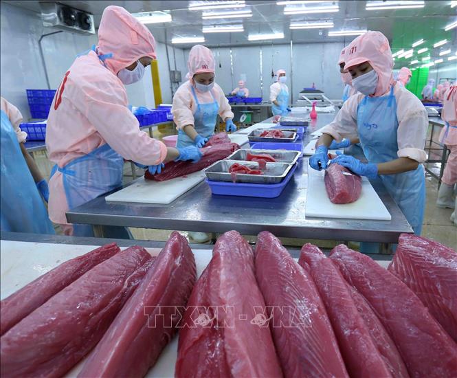 Sản phẩm cá ngừ được xuất khẩu sang 80 thị trường- Ảnh 1.