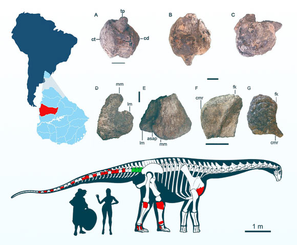 A new super beast appeared in Uruguay, 16 m long - Photo 2.