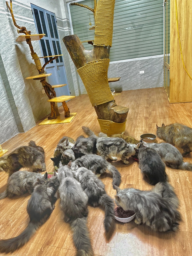 Từ vụ cô gái nuôi 19 chú chó bị đuổi khỏi chung cư: Hội yêu thú cưng cũng không bênh nổi- Ảnh 5.