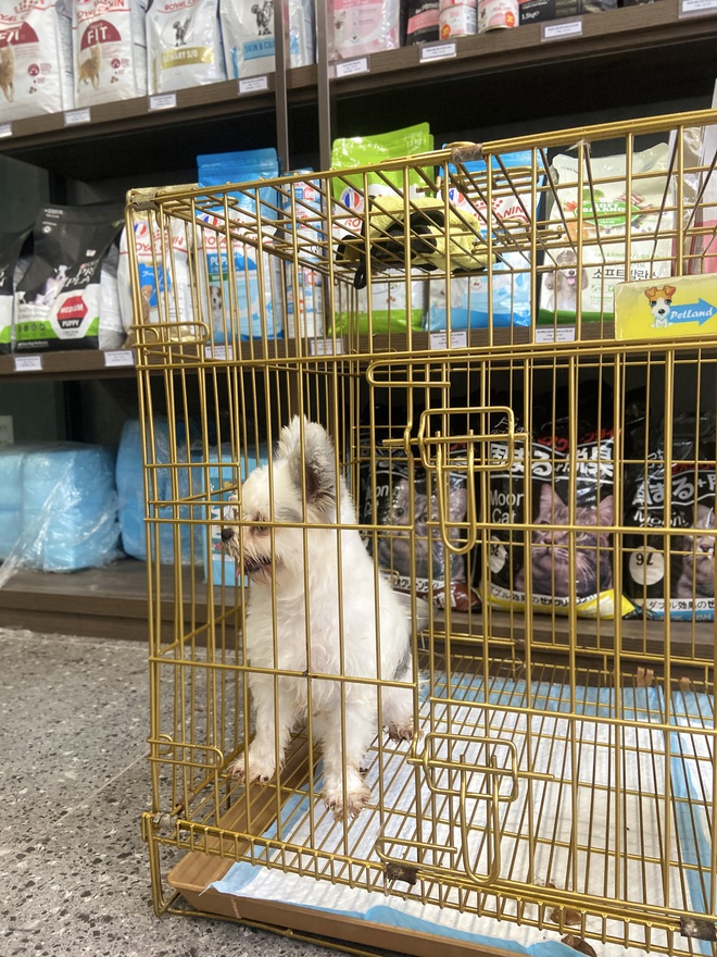 Chủ spa thú cưng xót xa nói về tình trạng 19 con chó: 