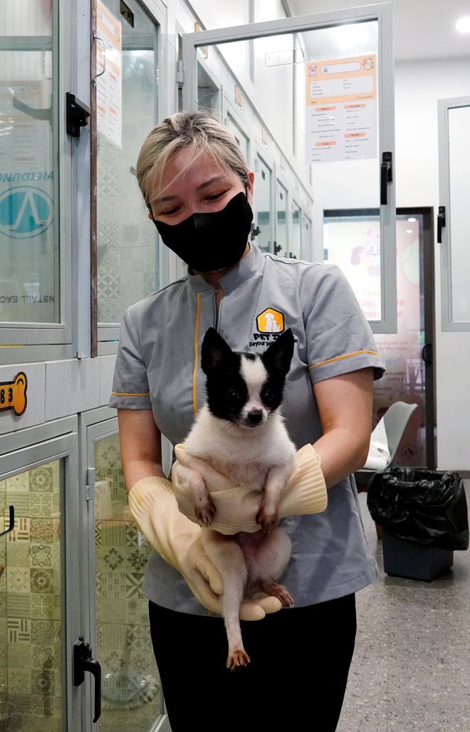 Chủ spa thú cưng xót xa nói về tình trạng 19 con chó: 