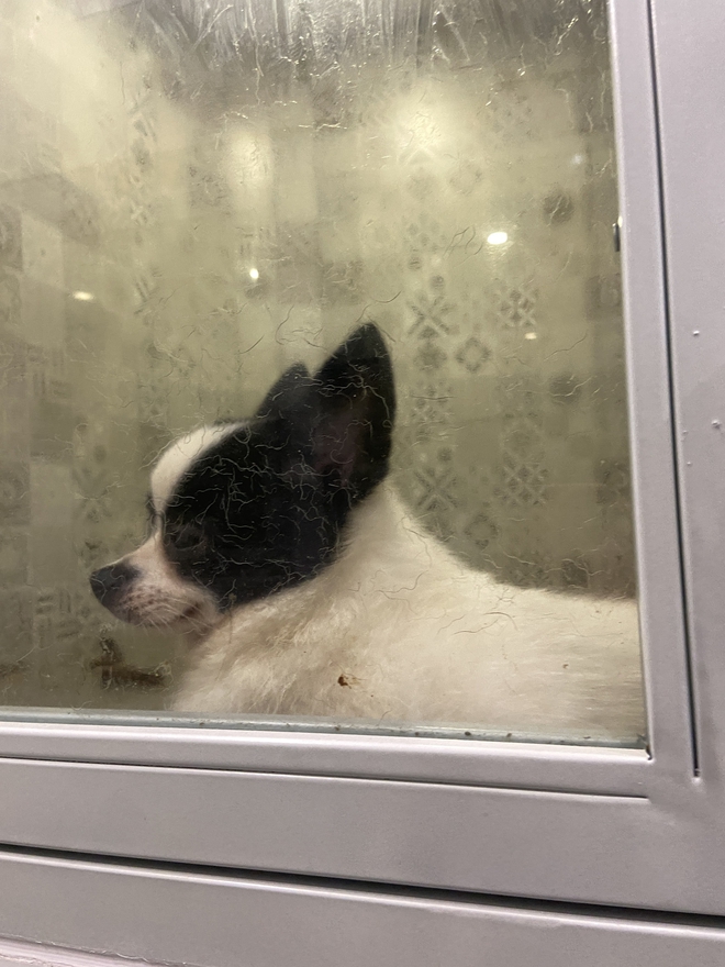 Chủ spa thú cưng xót xa nói về tình trạng 19 con chó: 