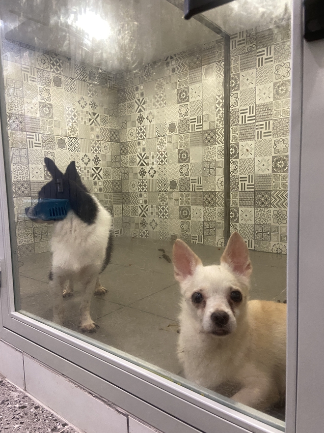 Chủ spa thú cưng xót xa nói về tình trạng 19 con chó: 