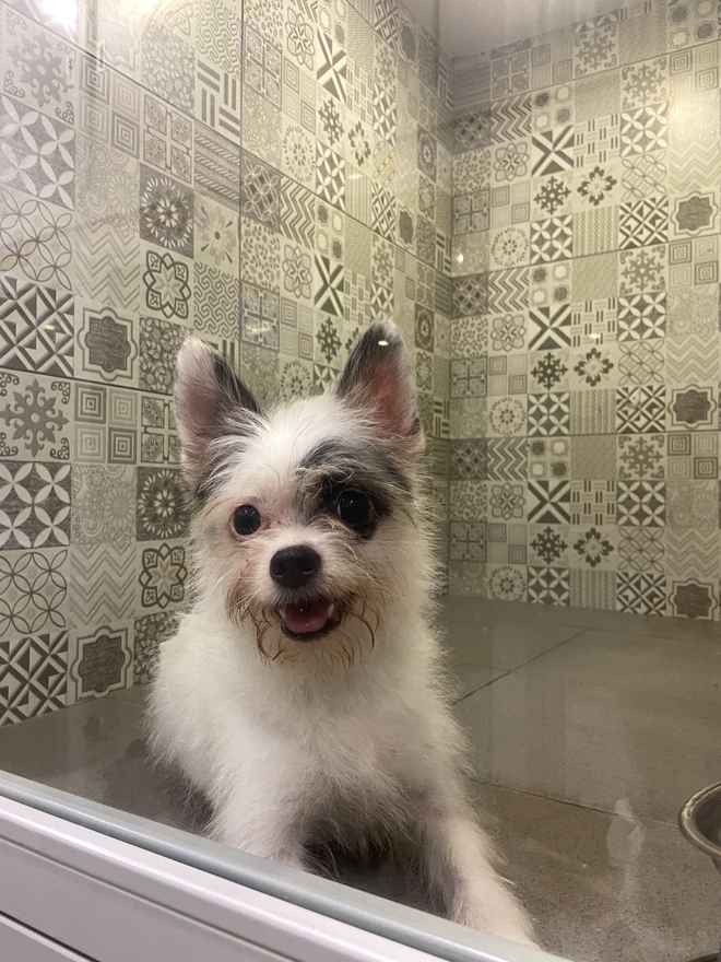 Chủ spa thú cưng xót xa nói về tình trạng 19 con chó: 