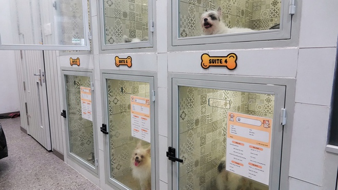 Chủ spa thú cưng xót xa nói về tình trạng 19 con chó: 