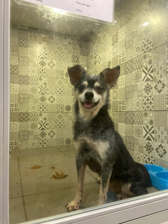 Tình hình sức khỏe của 19 con chó sau khi chủ nhân bị đuổi khỏi chung cư TP.HCM: Cần hỗ trợ y tế và sức người hỗ trợ chăm sóc- Ảnh 1.