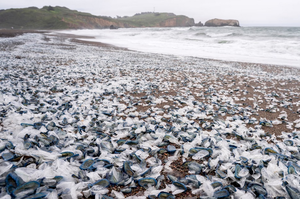 Hàng triệu sinh vật màu xanh kỳ lạ dạt bờ biển Mỹ- Ảnh 3.