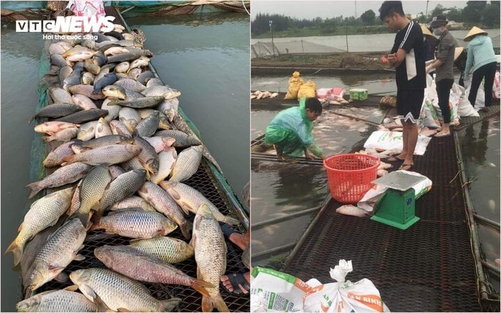 Hàng trăm tấn cá chết ở Hải Dương: Nông dân bật khóc, xót xa tiền tỷ trôi sông- Ảnh 2.